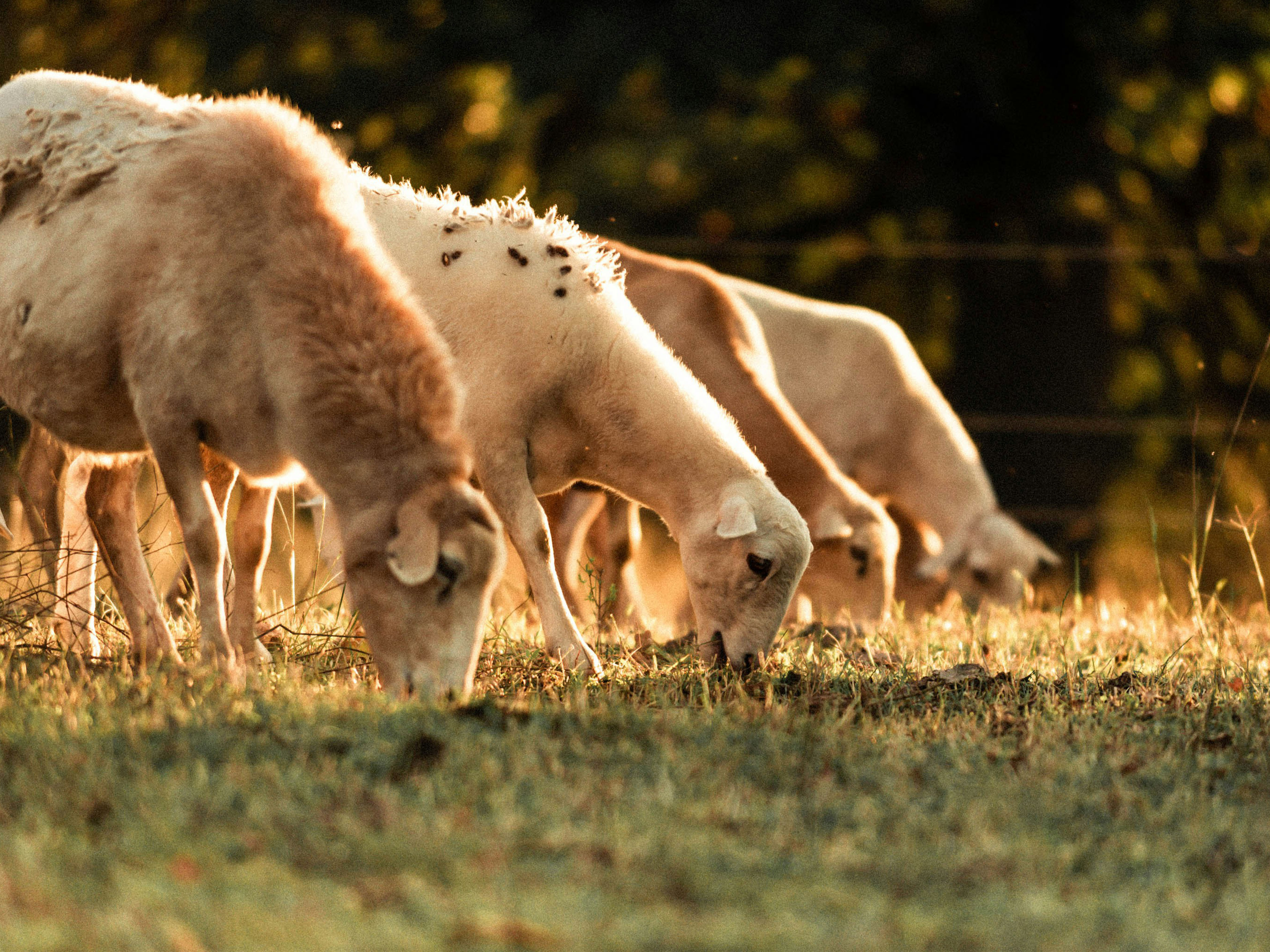 Livestock, Climate and Systems Resilience